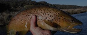 Fishing Snowy Mountains